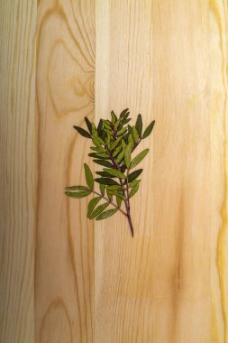 Tahta üzerinde kurumuş bir bitki filizi.