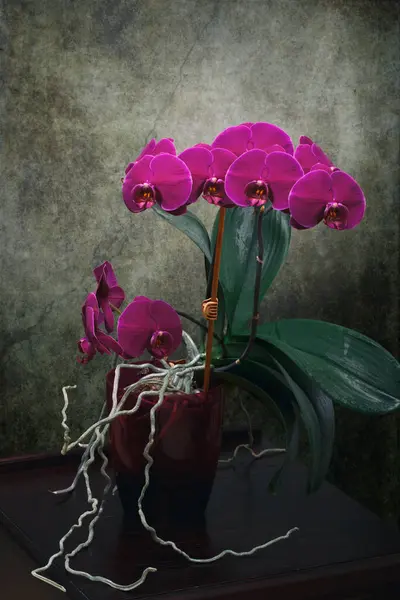 Phalaenopsis Orchidea Krzak Garnku Ciemnym Tle — Zdjęcie stockowe