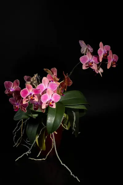Phalaenopsis Orchid Brushes Pot Dark Background — Zdjęcie stockowe