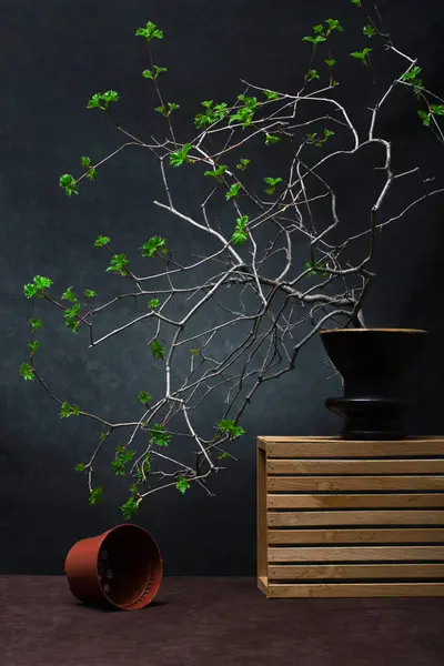 Still Life Flowering Branch Vase — Stock Photo, Image