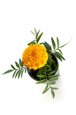 Tagetes erecta Inca II Altın bir tencere beyaz arka plan, üst görünüm