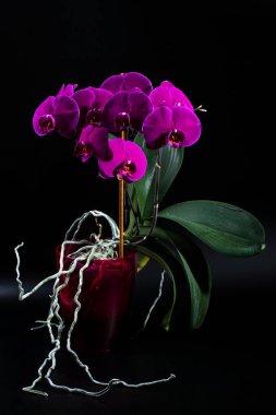 Phalaenopsis orkidesi karanlık bir arka planda saksıda fırçalar.