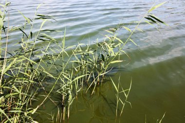 Suda büyüyen sazlar.