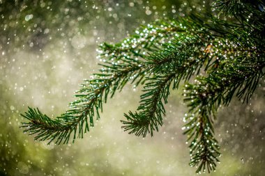 Suyun arka planında çam dalları var.