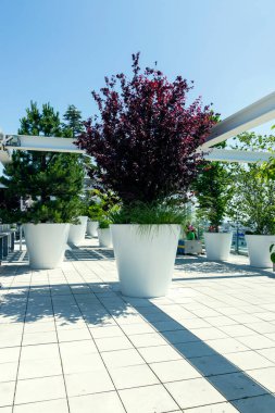 Büyük fıçılarda farklı bitkiler bulunan seranın manzarası