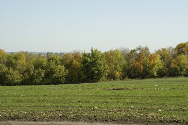 yeşil alan ve ağaçları ile peyzaj