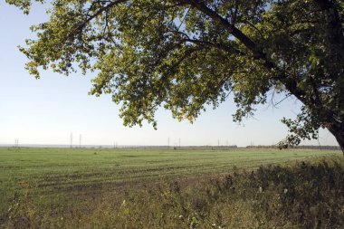 Landscape with a green field and tree branches