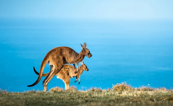 南オーストラリア州ディープクリークのカンガルー — ストック写真