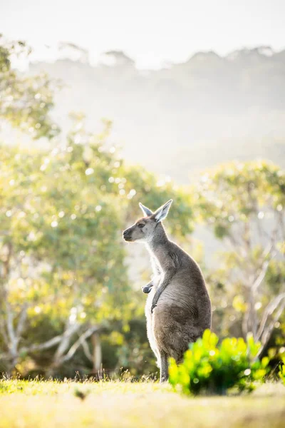 Kangourou Deep Creek Australie Sud — Photo