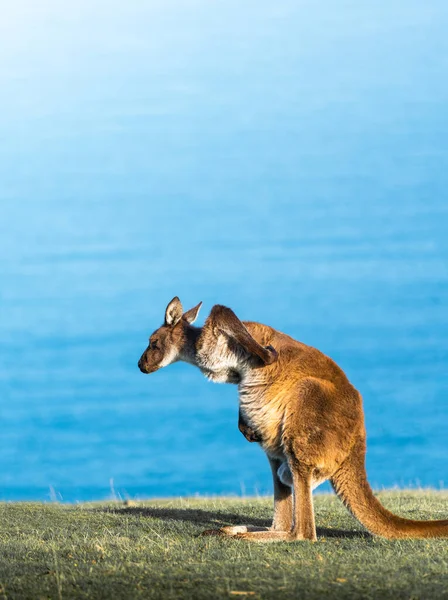 Känguru Vid Deep Creek Södra Australien — Stockfoto