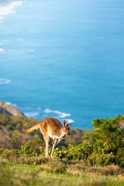 Güney Avustralya Deep Creek Bir Kanguru — Stok fotoğraf