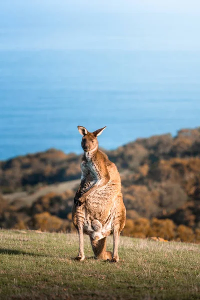 Kangaroo Deep Creek South Australia — стокове фото