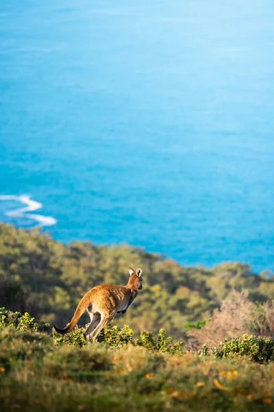 Känguru Vid Deep Creek Södra Australien — Stockfoto