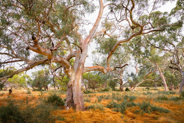 Árvore Goma Outback Austrália — Fotografia de Stock