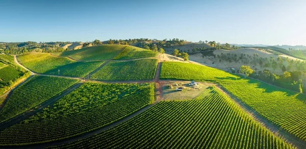 Wijngaarden Adelaide Hills — Stockfoto