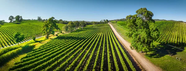 Vinodlingar Adelaide Hills — Stockfoto
