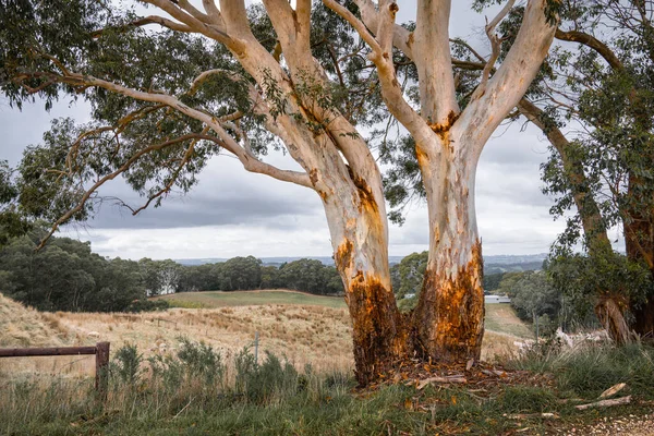 Árvore Goma Nas Colinas Adelaide — Fotografia de Stock