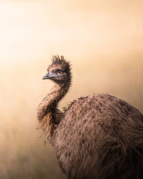 Wild Emu South Australia — Stock Photo, Image