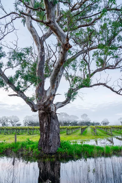 Winnica Coonawarra Australia Południowa Obrazy Stockowe bez tantiem