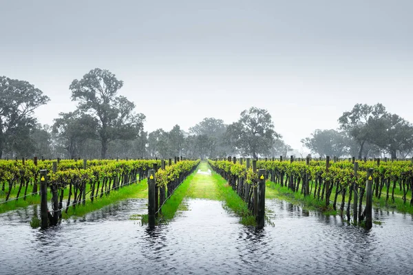 Βροχή Πέφτει Πάνω Από Ένα Coonawearra Vineyard Royalty Free Εικόνες Αρχείου