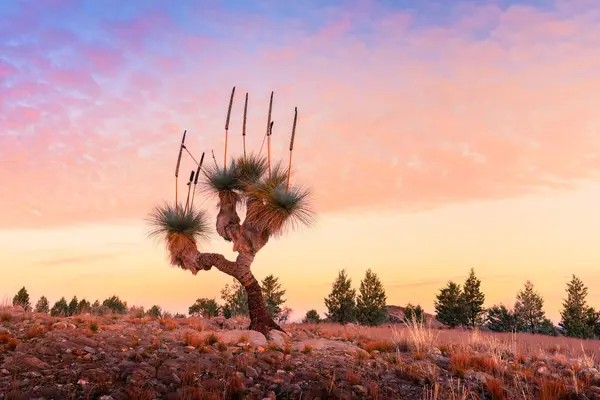 Pôr Sol Sobre Uma Árvore Grama Nas Flinders Ranges Fotografias De Stock Royalty-Free
