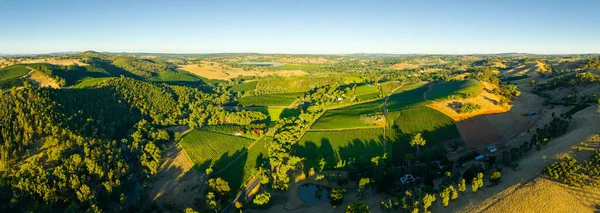 Wijngaarden Adelaide Hills Stockfoto
