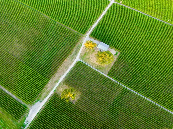アデレードヒルズのブドウ畑の航空写真 ストックフォト