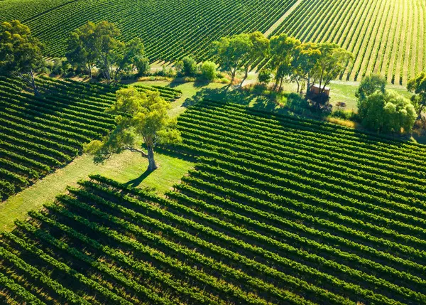アデレードヒルズのブドウ畑の航空写真 ストック画像