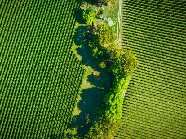 アデレードヒルズのブドウ畑の航空写真 ロイヤリティフリーのストック写真