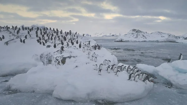 Ανταρκτική Αποικία Πιγκουίνων Πηδώντας Περπατώντας Παγωμένο Τοπίο Ομάδα Πιγκουίνων Gentoo — Φωτογραφία Αρχείου