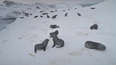 Koloni hava görüntüsünü mühürle. Antarktika Vahşi Yaşam Hayvan Grubu Donmuş Kar Altında Uyuyor Buzlu Buzul Buzulu Sahili. Peninsula Şirin Memeli İnsansız Hava Aracı Çekimi
