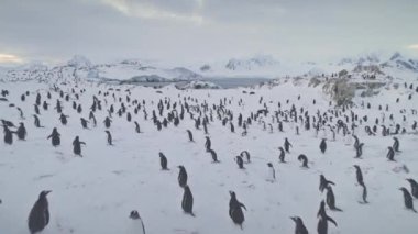 Antarktika 'daki Gentoo Penguen Kolonisi Kar Kaplamalı Yüzey Hava Görüntüsü. Aşırı Soğuk Yarımada Adasındaki Kuş Sürüsü. Antarktika Vahşi Yaşam Manzarası İnsansız Hava Aracı Çekimi