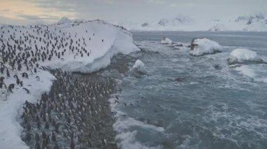 Antarktika penguenleri okyanus yüzeyinde kar üzerinde uçuyorlar. Yüzdükten sonra penguen kolonisi. Kutup okyanus suyuna, kar kıyısına göz gezdir. Gentoo penguenlerinden oluşan geniş bir grup yüzer ve buza karşı dururlar.