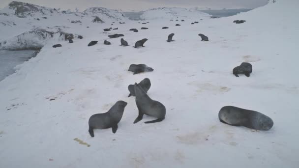 Вид Повітряної Колонії Антарктична Група Тваринного Хутра Спить Замерзлому Сніжному — стокове відео