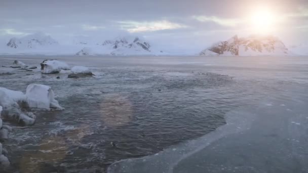 日没時に南極海上空を飛行する 極海水域のペンギンコロニーを泳いでいるゲントーのドローンショット 雪が山の背景を覆った 氷の冷たい環境 — ストック動画