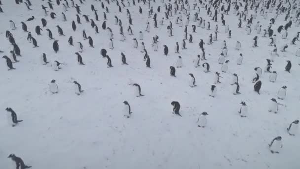 Pinguim Gentoo Colônia Antártida Snow Covered Surface Aerial View Bird — Vídeo de Stock