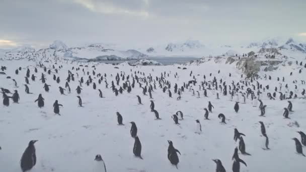 Gentoo Penguin Koloni Antarktis Snötäckt Yta Antenn Fågelflocken Den Extremt — Stockvideo