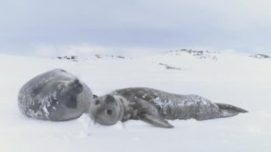 Antarktika 'daki şirin bebek ve anne Weddell fokları. Kar kışı. Vahşi hayvan ailesi kutup tipi manzarasında dinleniyor. Güney Kutbu Vahşi Yaşam Doğal Statik Çekim Görüntüsü