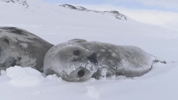 Leuke Baby Weddell Zeehond Antarctica Sneeuwwinter Wilde Dieren Familie Rust — Stockvideo