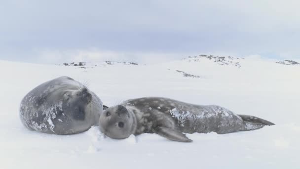 Leuke Baby Moeder Weddell Zeehond Antarctica Sneeuwwinter Wilde Dieren Familie — Stockvideo