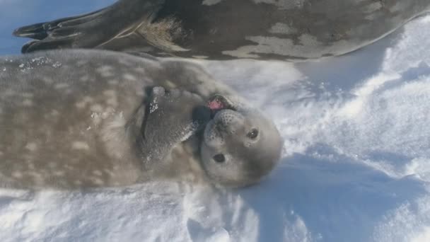 Schattige Baby Weddell Sea Seal Close Van Een Schattig Gezicht — Stockvideo