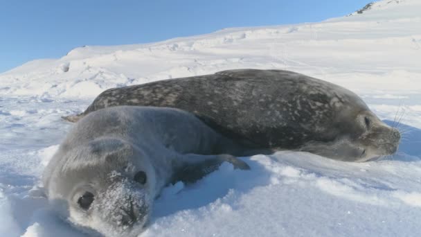 Антарктическая Красота Очаровательным Морским Тюленем Уэдделла Крупный План Милое Лицо — стоковое видео