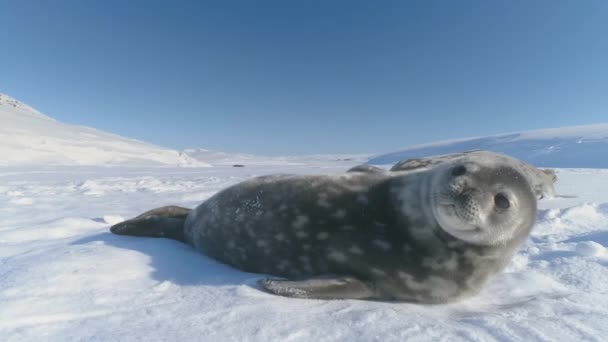 Antarktika Karında Oynayan Şirin Bebek Weddell Foku Antarktika Karında Güneş — Stok video