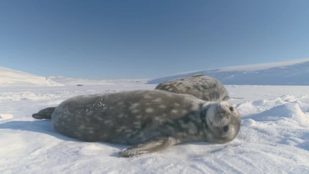 Weddell Robbe Spielt Antarktischen Schnee Nahaufnahme Niedlichen Gesicht Sonnenlicht Getaucht — Stockvideo