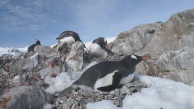 Antarktika çakıl taşı yuvasında oturan Gentoo penguenine yakın çekim. Güney Kutbu 'ndaki kuş aile kolonisi bir kaya zeminine karşı yumurtaların üzerinde oturur. Donmuş dağ manzarasında kış yaban hayatı - statik çekim görüntüleri