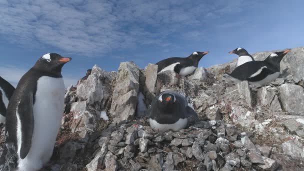 南極の小石の巣のゲントーペンギンの閉鎖 サウスポールのバードファミリーコロニーは 岩の背景に卵の上に座っています 凍った山の風景の冬の野生生物 静的なショット映像 — ストック動画