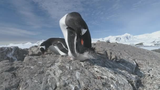 Antarktika Çakıl Taşı Yuvasında Çift Gentoo Pengueninin Yakın Çekimi Güney — Stok video