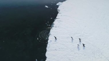 Gentoo penguenleriyle Antarktika sularına dalın. Hava görüntüsü, karlı karadan buzulların yakınındaki buzlu okyanusa düşen vahşi kuşları yakalar. Kışın kutup yaban hayatının insansız hava aracında yüzme davranışlarını tecrübe edin