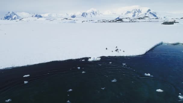 ペンギン ゲントーは南極海の風景を背景に氷床に飛び込む 野生の鳥は氷河の近くの氷の沿岸の海の雪の国に飛び出します ドローン飛行で冬の野生生物が泳ぐ — ストック動画