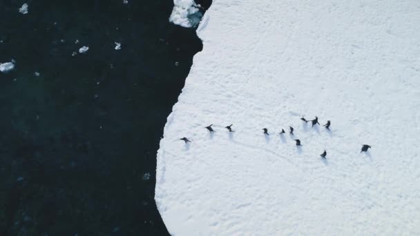 基因企鹅在空中潜入南极水域 看着野鸟从雪地飞向冰川附近结冰的沿海海洋 在无人飞行中捕捉冬季北极野生动物的游动行为 — 图库视频影像